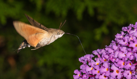 kolibrivlinder