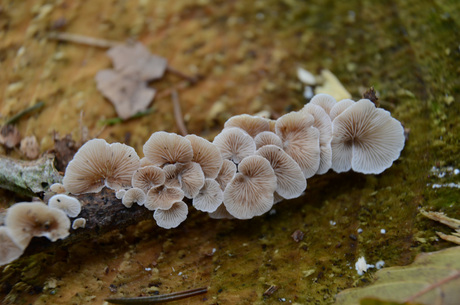 Paddestoelen