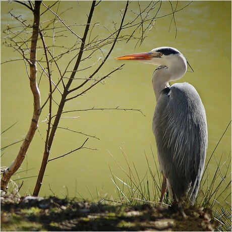 blauwe reiger