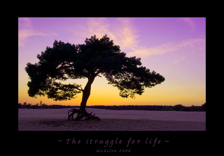 ~ Struggle for Life ~