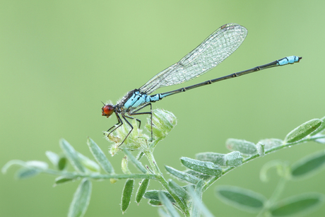 Kleine roodoogjuffer - Erythromma viridulum