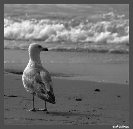 Meeuw op Scheveningen