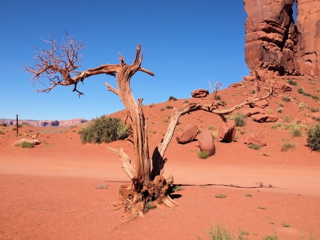 John Wayne Tree