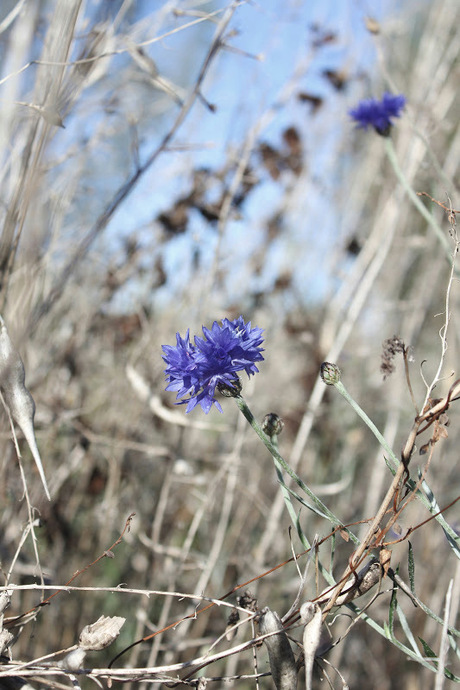 Bloeiende korenbloemen