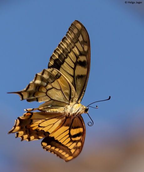 In “vlindervlucht”, Koninginnepage
