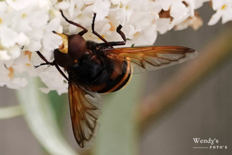 Hangend aan een bloem