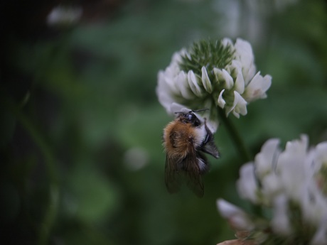 Een akkerhommel in witte klaver 