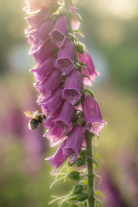 Vliegende hommel