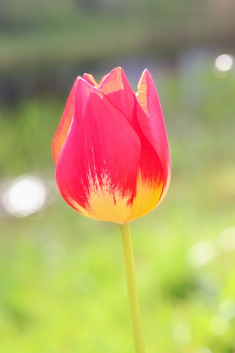 Tulp close-up