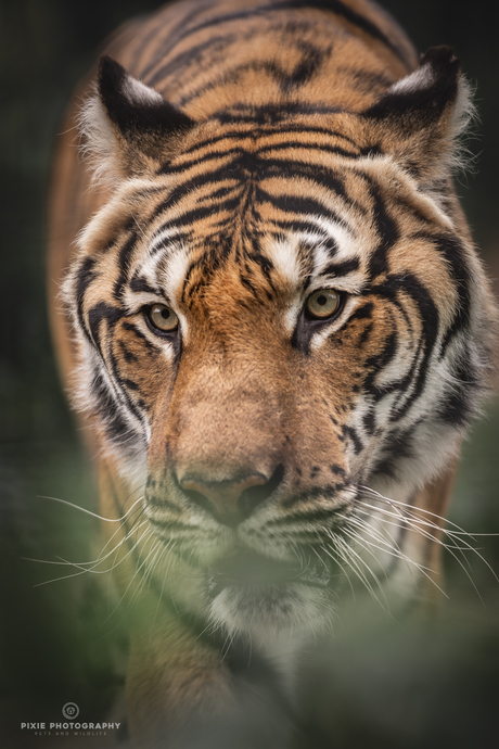 Tijger in Landgoed Hoenderdaell