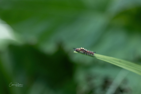 Rups witvlakvlinder 