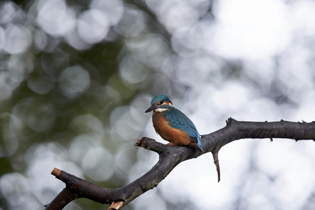 IJsvogel op jacht naar visje