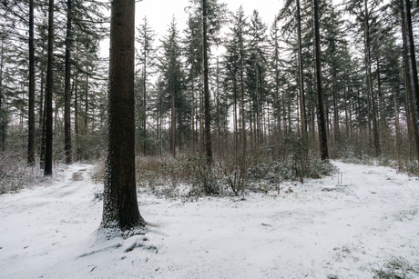 Sneeuw in het bos