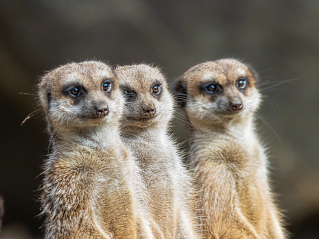 Drie stokstaartjes op rij