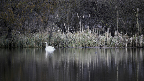 Zwaan in stil water....