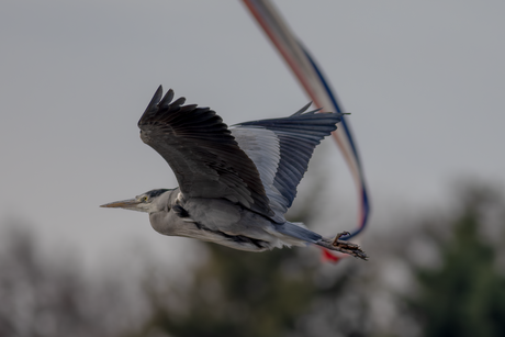 Reiger viert gouden medailles van nederlandse schaatsers.