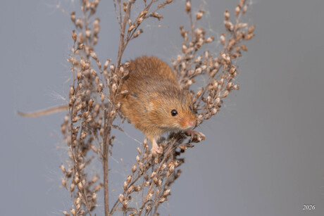 Muis in het riet