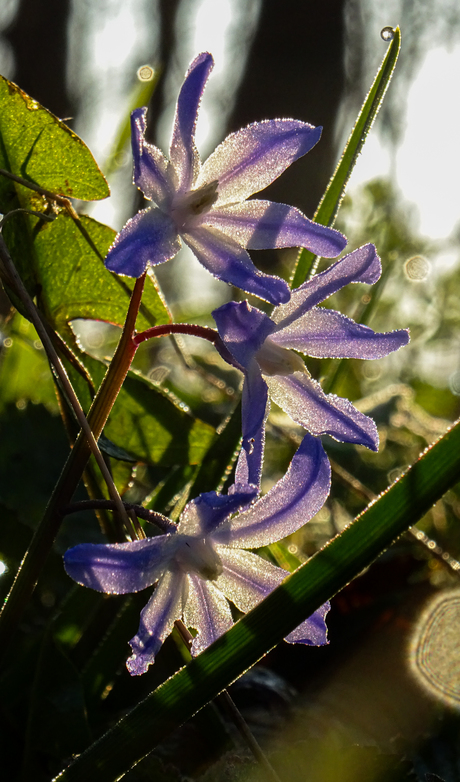 genieten op de vroege ochtend