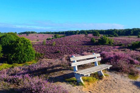 Prachtig bloeiende heide