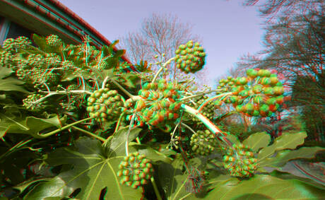 Plant Blijdorp Zoo Rotterdam 3D