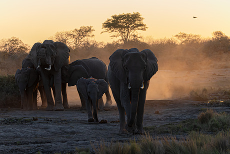 Sundown with elephants 