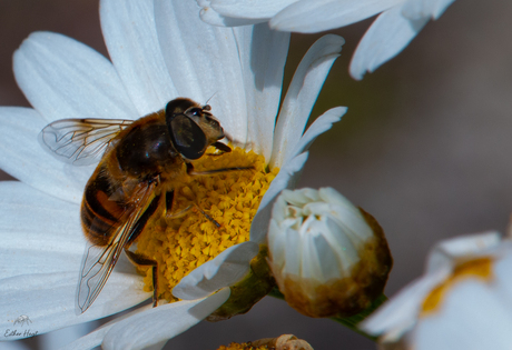 blinde bij Eristalis tenax