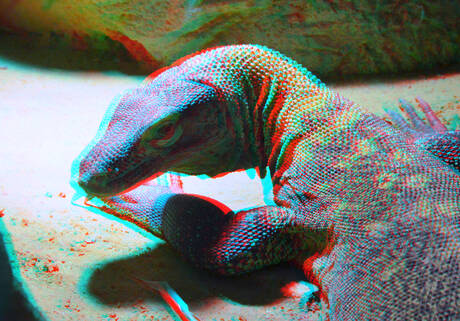 Komodovaraan Blijdorp Rotterdam 3D