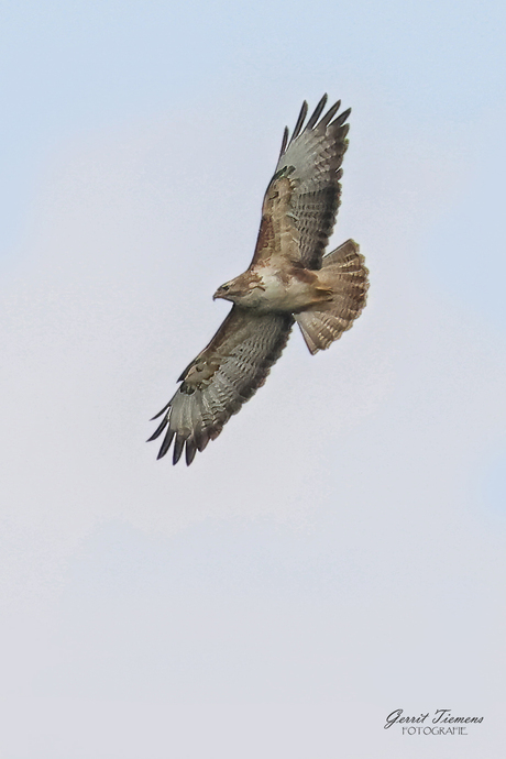 Buizerd