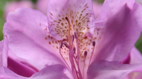 rododendron