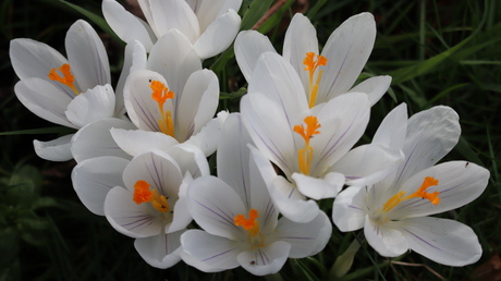 Lente kriebels mooie witte krokussen