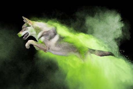 Tamaskan in het groen!