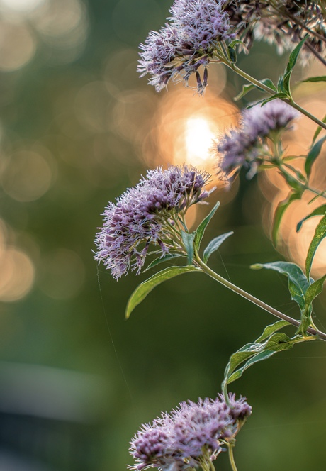 Bloemen in het vroege licht