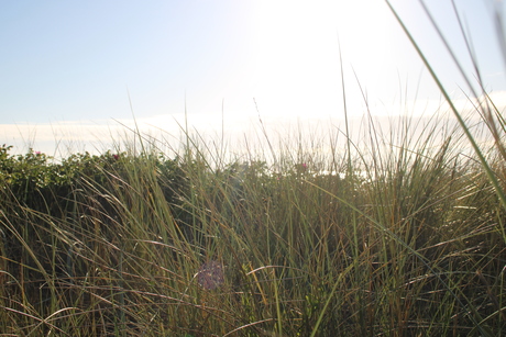 Strand, zee of toch helgras