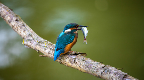 Kingfisher 