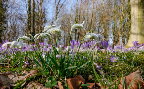 Dubbele sneeuwklokjes 