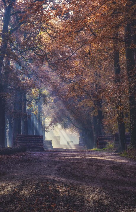 Zonnestralen in het herfstbos