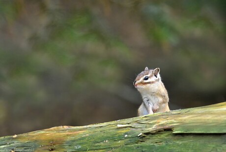 Curious Chipmunk