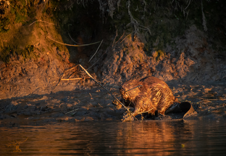 Bever in avondzon