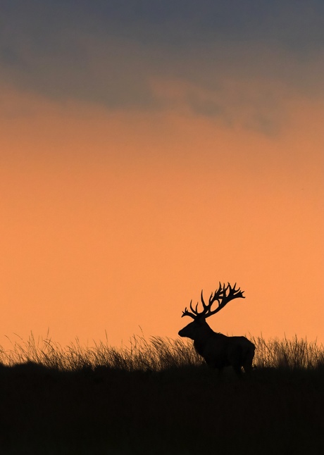 Edelhert De Hoge Veluwe