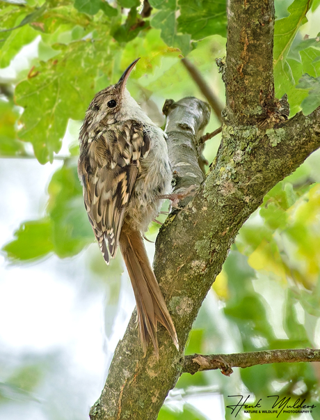 Boomkruiper (Certhia brachydactyla)