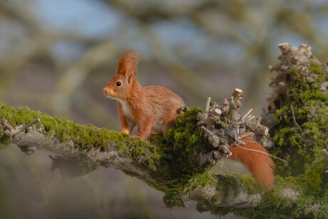 Rode eekhoorn.