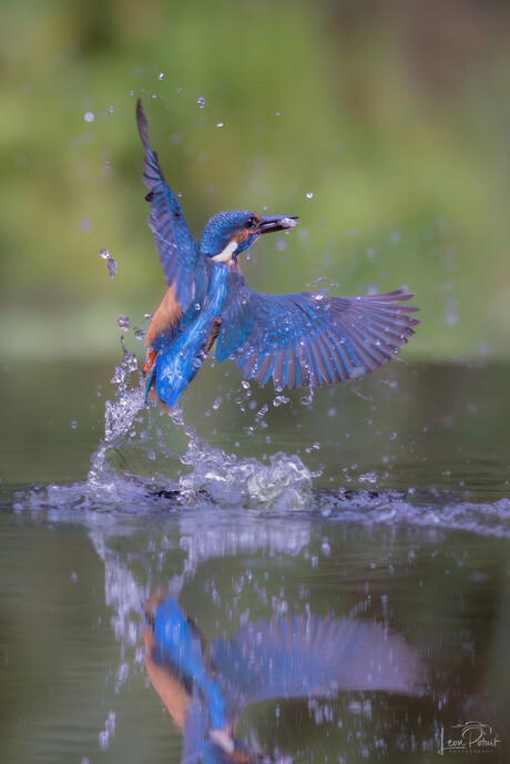 IJsvogel