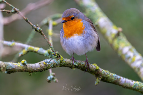 not a scared little bird