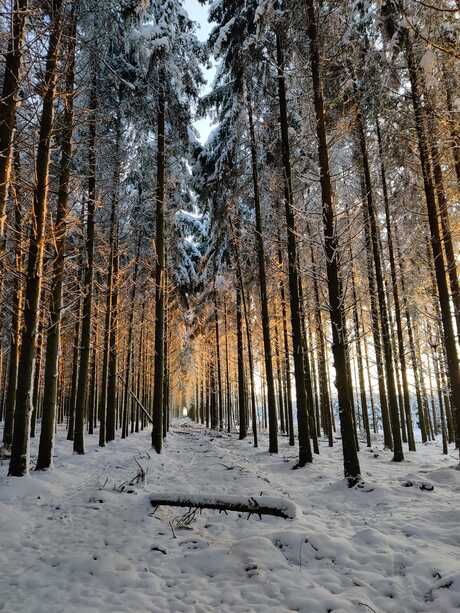 Sneeuwlandschap met zonsondergang 