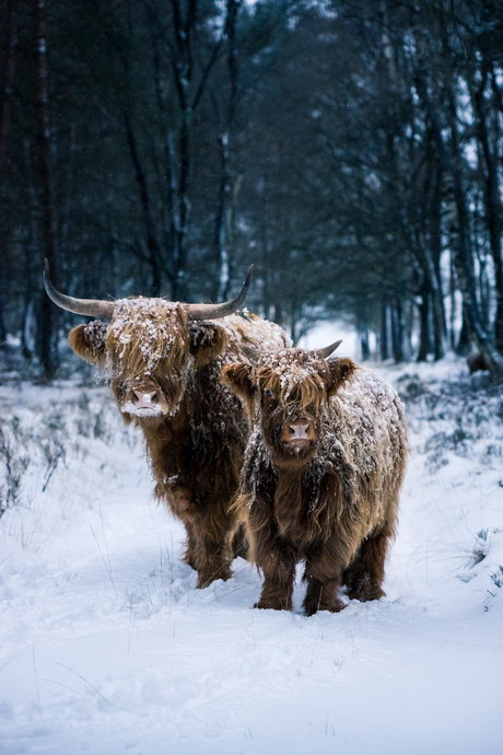 Schotse Hooglanders op de Veluwe