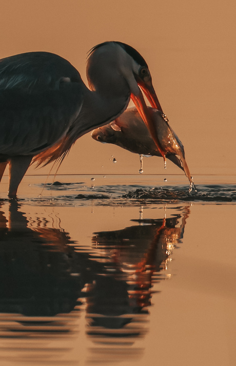 Blauwe Reiger met Vis in het laatste avondlicht