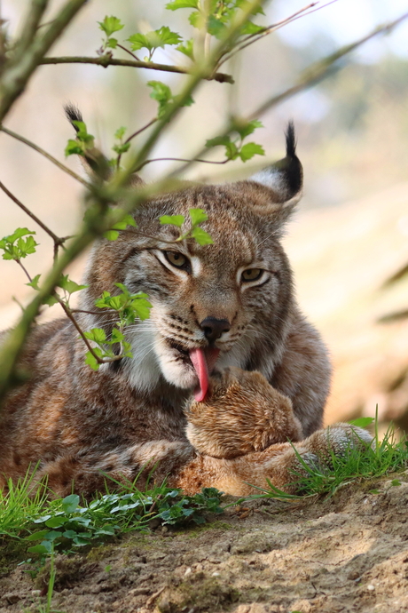 lynx