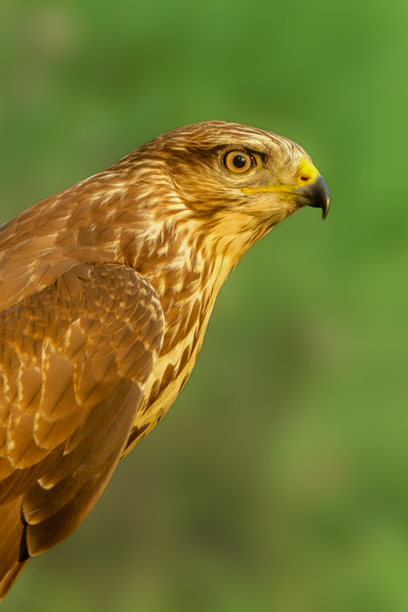 buizerd