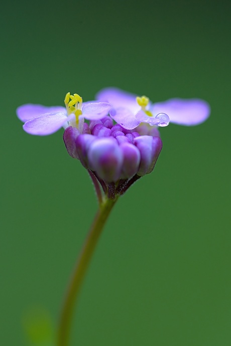 Schermscheefbloem