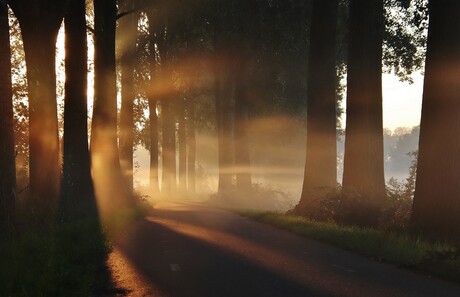 Mistflarden tussen de bomen